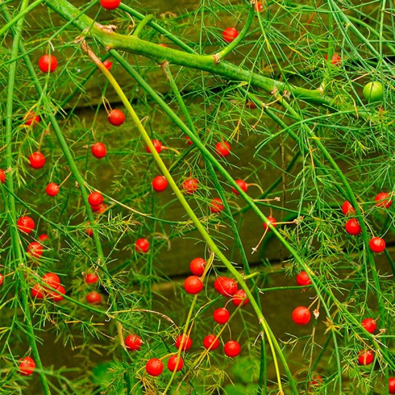 1651191706_44-vsegda-pomnim-com-p-asparagus-s-yagodami-foto-52