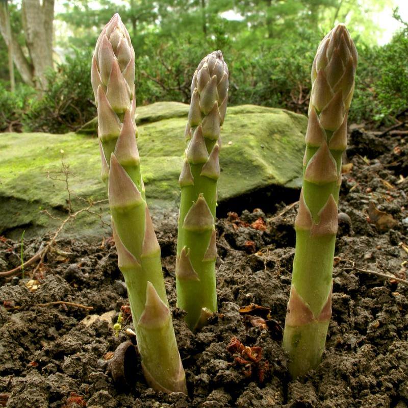 asparagus